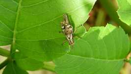 Free download Macro Insect Grasshopper -  free video to be edited with OpenShot online video editor