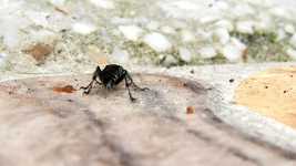 Free download Macro Insect Nature free video to be edited with OpenShot online video editor