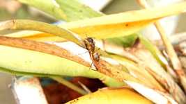 Free download Macro Insects Ant -  free video to be edited with OpenShot online video editor