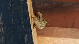 Free download Macro Insects Hive -  free video to be edited with OpenShot online video editor