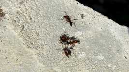 Free download Macro Insects Nature -  free video to be edited with OpenShot online video editor