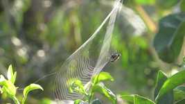 Unduh gratis Macro Insect Spider - video gratis untuk diedit dengan editor video online OpenShot