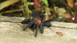 ດາວໂຫຼດຟຣີ Macro Insects Spider - ວິດີໂອຟຣີທີ່ຈະແກ້ໄຂດ້ວຍ OpenShot ບັນນາທິການວິດີໂອອອນໄລນ໌