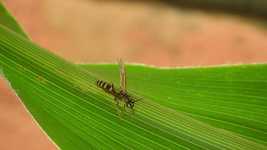 Gratis download Macro Insect Wasp - gratis video om te bewerken met OpenShot online video-editor