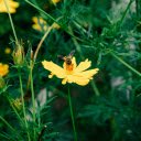 Macro Photography of a Flower  screen for extension Chrome web store in OffiDocs Chromium
