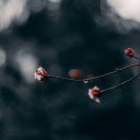 Macro Photography Of Red Flower Buds  screen for extension Chrome web store in OffiDocs Chromium