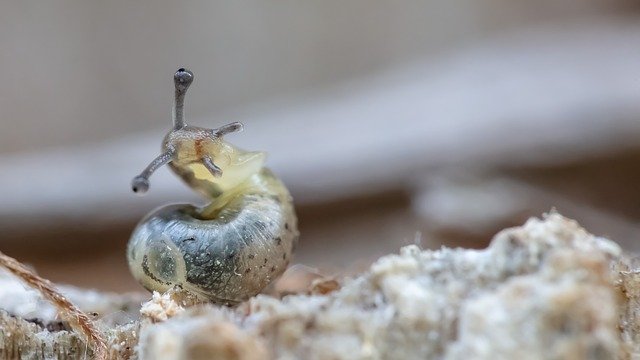 دانلود رایگان Macro Slug Animals - عکس یا تصویر رایگان قابل ویرایش با ویرایشگر تصویر آنلاین GIMP
