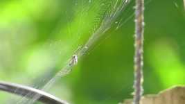 Free download Macro Spider -  free video to be edited with OpenShot online video editor