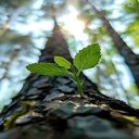 macro tree wallpaper  screen for extension Chrome web store in OffiDocs Chromium