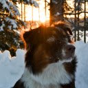 Macu the Snow Dog at dawn in the forest  screen for extension Chrome web store in OffiDocs Chromium