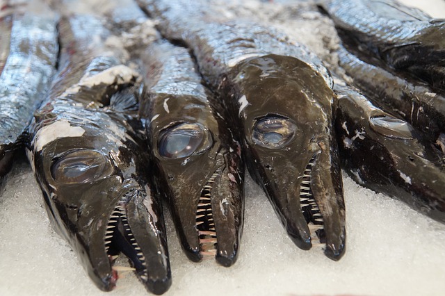 Free download madeira fishes scabbard fish free picture to be edited with GIMP free online image editor