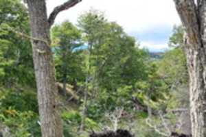 गैबल द्वीप पर मैगेलैनिक वन मुफ्त डाउनलोड करें जीआईएमपी ऑनलाइन छवि संपादक के साथ संपादित करने के लिए मुफ्त फोटो या तस्वीर