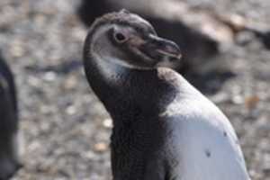 Free download Magellanic Penguin  free photo or picture to be edited with GIMP online image editor