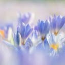 Magical flower garden  screen for extension Chrome web store in OffiDocs Chromium