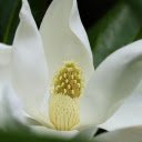 Magnolia flower  screen for extension Chrome web store in OffiDocs Chromium