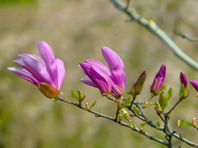 Free download Magnolia Flowers Spring -  free photo or picture to be edited with GIMP online image editor