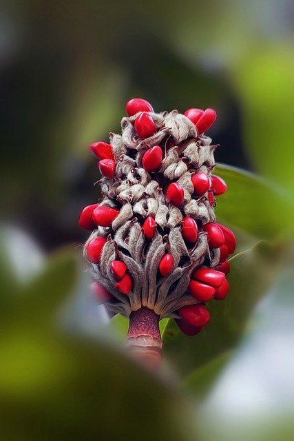 Téléchargement gratuit de graines de fruits de magnolia, graines rouges, image gratuite à modifier avec l'éditeur d'images en ligne gratuit GIMP