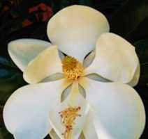 Muat turun percuma foto atau gambar percuma Magnolia Grandiflora untuk diedit dengan editor imej dalam talian GIMP