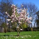 magnolia wallpaper  screen for extension Chrome web store in OffiDocs Chromium