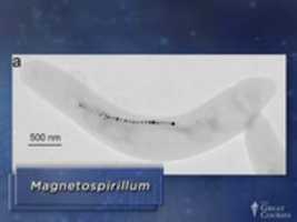 Magnotospirilliamm 500 Nm 무료 사진 또는 김프 온라인 이미지 편집기로 편집할 그림을 무료로 다운로드하세요.