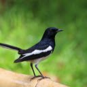 Magpie  screen for extension Chrome web store in OffiDocs Chromium