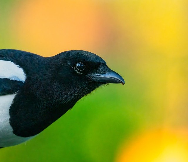 Descargue gratis la imagen gratuita de plumas de animales de pájaro urraca para editar con el editor de imágenes en línea gratuito GIMP