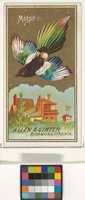 Free download Magpie, from the Birds of America series (N4) for Allen & Ginter Cigarettes Brands free photo or picture to be edited with GIMP online image editor