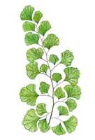 Free download Maidenhair fern free photo or picture to be edited with GIMP online image editor