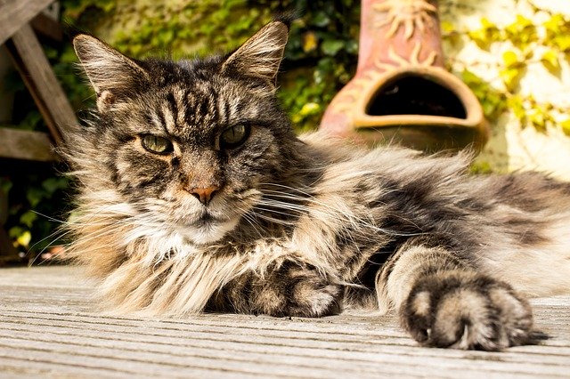 GIMP無料オンライン画像エディタで編集するメインクーン家畜猫無料画像を無料でダウンロード