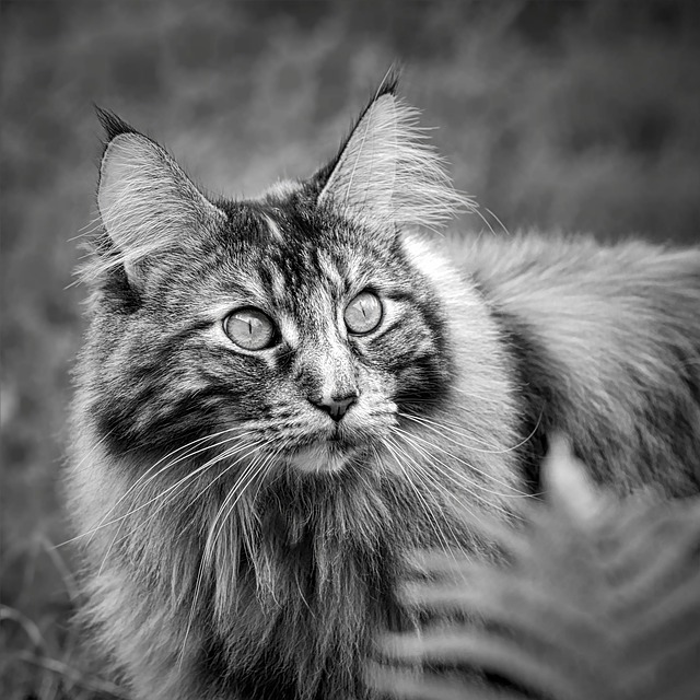 Descărcare gratuită Maine Coon pisică alb-negru pisică poză gratuită pentru a fi editată cu editorul de imagini online gratuit GIMP