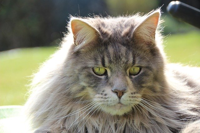 Muat turun percuma gambar kucing kucing baka maine coon untuk diedit dengan editor imej dalam talian percuma GIMP