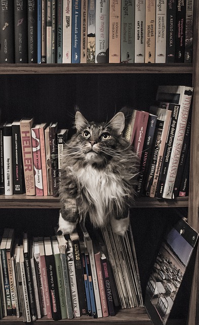 Free download maine coon cat bookshelf feline free picture to be edited with GIMP free online image editor