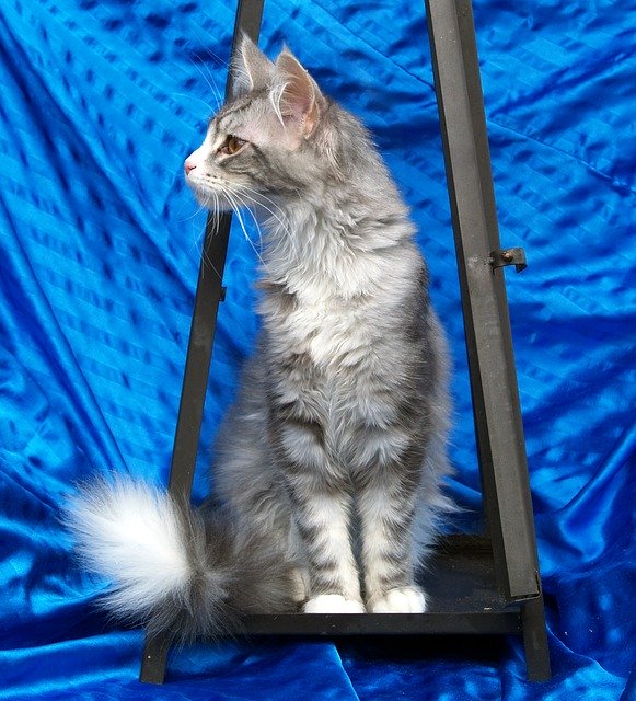Kostenloser Download Maine Coon Katze Katze grau zum Sitzen Kostenloses Bild, das mit dem kostenlosen Online-Bildeditor GIMP bearbeitet werden kann