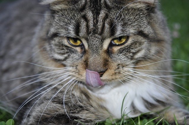 Free download maine coon cat cat mackerel free picture to be edited with GIMP free online image editor