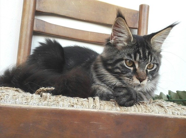 Kostenloser Download Maine Coon Katze Katzen Kätzchen Kätzchen Kostenloses Bild, das mit dem kostenlosen Online-Bildeditor GIMP bearbeitet werden kann
