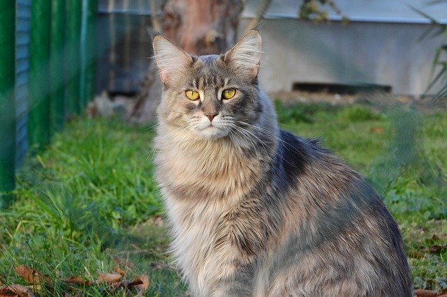 Kostenloser Download Maine-Coon-Katze, Katze, gelbe Augen, kostenloses Bild, das mit dem kostenlosen Online-Bildeditor GIMP bearbeitet werden kann