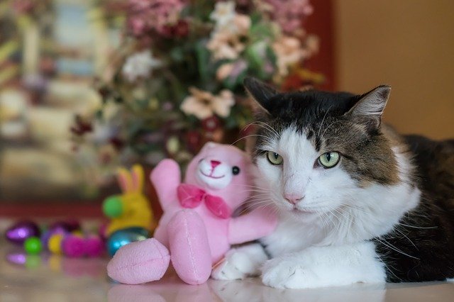 הורדה חינם של חתול מיין קון חיה קטנה וחמודה תמונה בחינם לעריכה עם עורך תמונות מקוון בחינם של GIMP