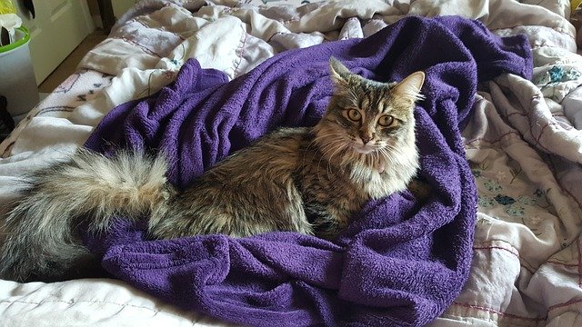 Kostenloser Download des kostenlosen Maine-Coon-Katzenfellbilds zur Bearbeitung mit dem kostenlosen Online-Bildeditor GIMP