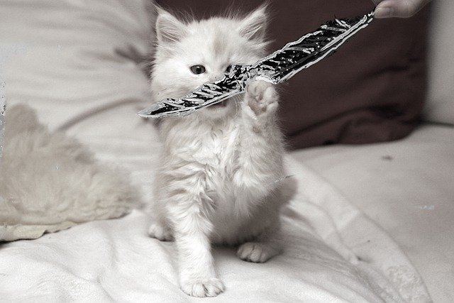 Descarga gratis la imagen gratuita del gato maine coon gatito gato bebé para editar con el editor de imágenes en línea gratuito GIMP