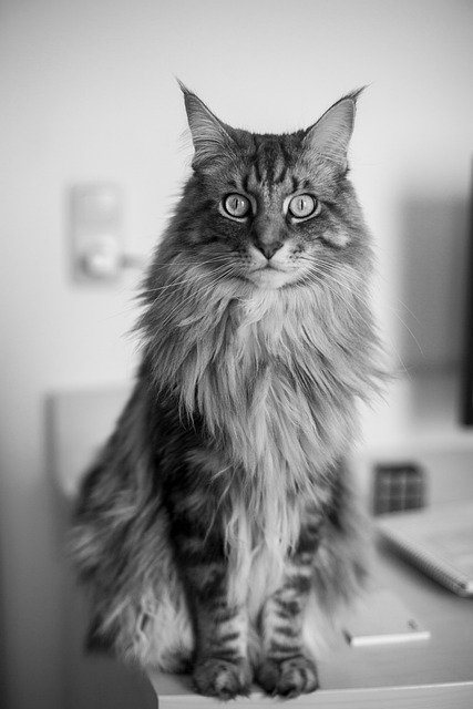 Free download maine coon cat pet feline animal free picture to be edited with GIMP free online image editor