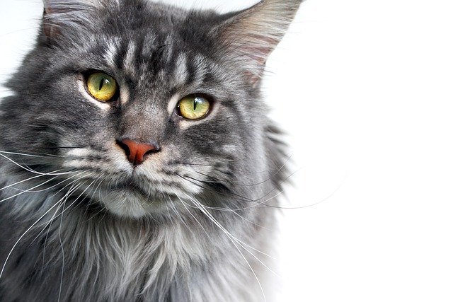 Kostenloser Download Maine Coon Katze Haustierkopf Gesicht kostenloses Bild zur Bearbeitung mit dem kostenlosen Online-Bildbearbeitungsprogramm GIMP