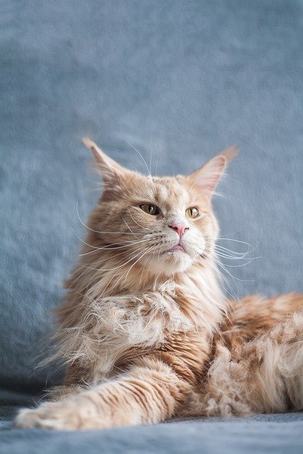 Téléchargement gratuit d'une image gratuite d'animal de race pure de chat maine coon à modifier avec l'éditeur d'images en ligne gratuit GIMP