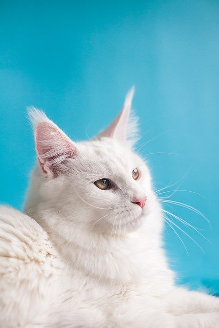 免费下载缅因库恩猫宠物白猫免费图片使用 GIMP 免费在线图像编辑器进行编辑