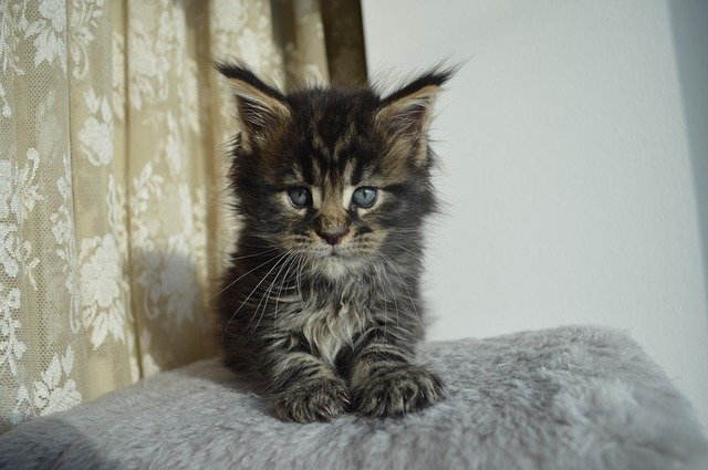 ດາວໂຫຼດຟຣີ maine coon mainkan cat kitten picture free to be edited with GIMP free online image editor