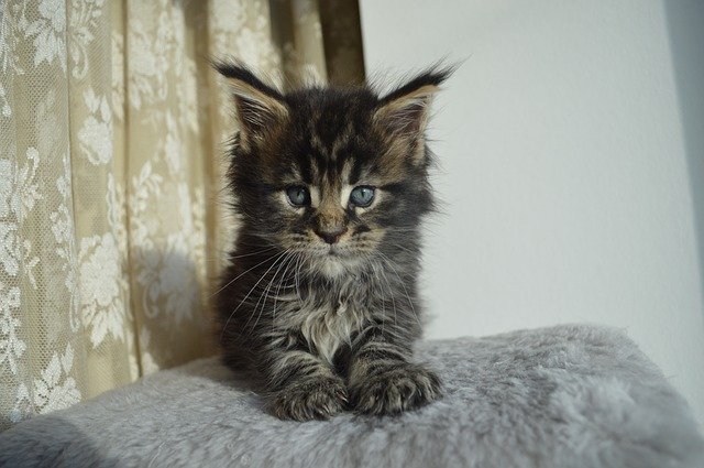 Free download maine coon mainkan kitten cat free picture to be edited with GIMP free online image editor