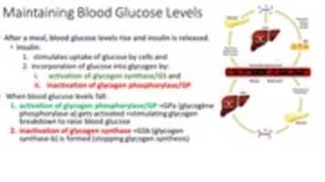Free download Maintaining Blood Glucose Levels free photo or picture to be edited with GIMP online image editor