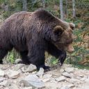 Majestic Bear in the Forest Theme – A Symbol of Strength and Wilderness  screen for extension Chrome web store in OffiDocs Chromium