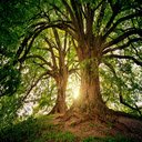 Majestic Natures Canopy  screen for extension Chrome web store in OffiDocs Chromium