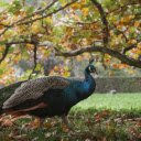 Majestic Peacock in Vibrant Autumn Forest Scene  screen for extension Chrome web store in OffiDocs Chromium
