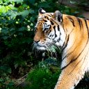 Majestic tiger  screen for extension Chrome web store in OffiDocs Chromium